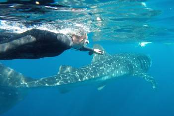 Whale Shark Holbox 2019